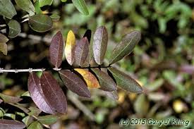 Image result for Ligustrum obtusifolium