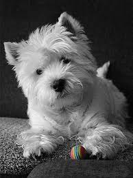 Westie Dog Art Portraits Photographs Information And Just Plain Fun Also See How Artist Kline Draws His Dog Art From Only Words At Drawdogs Com Kopek Hayvan
