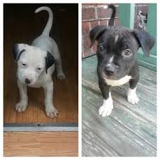 Animal no longer available visit a different page: Pitbull Puppies For Sale Connecticut Page 2