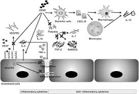 This apps was created to facilitate and ease the references of healthcare professionals in malaysia in the rising cases of dengue. Meta Analysis Of Biomarkers For Severe Dengue Infections Peerj