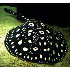 Captive Bred Female Leopoldi Freshwater Black Diamond Stingray Cool Fish Aquarium Fish Freshwater Aquarium Fish