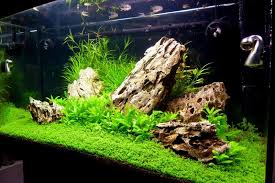 pin by anastasia on aquarium bay planted aquarium fish tank fish tank decorations