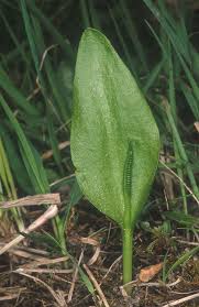 Image result for Ophioglossum vulgatum