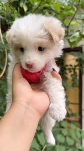 کم بدبختی دارین؟😀, میلو پسر قشنگمون🥹😍, کاش میشد تافتش بزنیم همینقدری  بمونه ولی هرروز داره گردالو تر میشه🥹🤓, #سگ_آپارتمانی #عشق #کلیپ  #اکسپلور_اینستاگرام #میلو #انسانیت