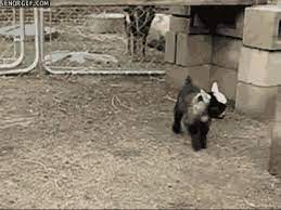 He's Still Learning How to Goat - Animal Gifs - gifs - funny animals - funny  gifs