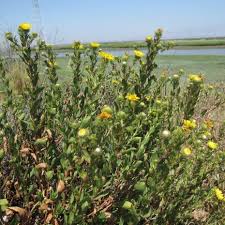 Image result for Murdannia stricta