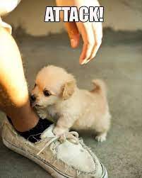 Funny Animal Pictures Of The Day 25 Pics Baby Animals Funny Cute Funny Animals Animals