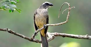 Canto De Trinca Ferro Bom Dia Seu Chico Com Boi Voce Sabe Por Que O Trinca Ferro Tem Esse Nome Confira O Conteudo E Saiba Tudo Sobre Esse Incrivel Passaro Passaro Trinca Ferro Trinco Passaros Silvestres