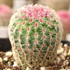 With a good root system, it may just give you a taller. Echinocereus Rigidissimus Ssp Rubispinus Rainbow Hedgehog Cactus Large Mountain Crest Gardens
