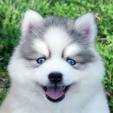 They will came with vet pappers. Pomeranian Puppies Husky Pets Lovers