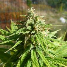 This strain's lineage comes from treehawk farms, crossing blueberry and pineapple with afghan. Cbd Caramel Barney S Farm Strain Info Growdiaries
