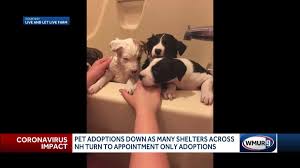 You can browse all the cats and kittens currently available for adoption below. Pet Adoptions Down As Many Shelters Across Nh Turn To Appointment Only Adoptions