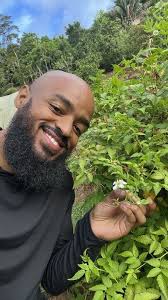 Meet Two SUPER HERBS for Womb Wellness (Red Raspberry Leaf & St Johns Bush) 