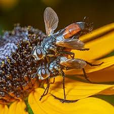 Image result for Cylindropsis