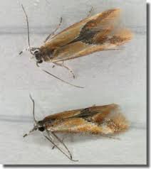 Image result for Batia internella