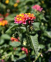 Gathered in the wild during spring and summer in the forest region. Butterfly Bush Flowers Picture Free Photograph Photos Public Domain