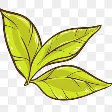 Tea Green Leaf Plant Picking Tea Leaf Clipart Tea Green Leaf Png And Vector With Transparent Background For Free Download Leaf Clipart Plant Vector Watercolor Plants