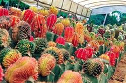 One method is to only grow one variety of a species in your garden. The Cactus And Its Uses