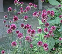 Allium Sphaerocephalon Allium Sphaerocephalon Allium Flowers White Flower Farm