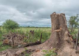 Our sister company jersey tree care is a. Tree And Stump Removal Kitchener Waterloo Breslau K W Tree Expert Co