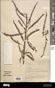 Image result for Aeschynomene abyssinica