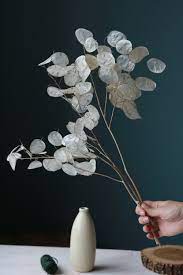 4.5 out of 5 stars. Dried Flowers Silver Dollar Natural Pearl Lunaria Stems Dried Money Plant Lunaria Bouquet Lunaria Branches Bunch Of Dried Lunaria Honesty Dried Flowers Flower Pot Design Silver Dollar Plant