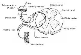 The schwann cells are responsible for. 14 7 Nervous System Worksheet Answers Medicine Libretexts