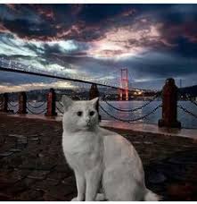 Istanbul Kedi Bo Evcil Hayvanlar Kedi Sevimli Kediler