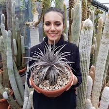 Image result for Dyckia