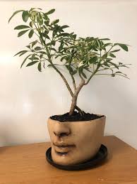 Expression of gratitude to bonsai community and friends