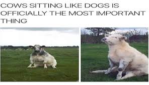 Submitted 3 years ago by spyofthegod. 14 Cows Sitting Like Dogs Funny Animals Animal Tumblr Funny Animal Pictures