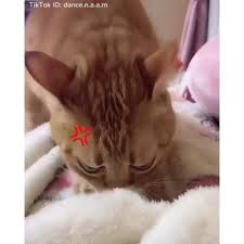 Asalkan kumisnya bisa masuk ke sebuah celah. Hooman Vedevah Kucinglucu Kucinggemes Kucingmanja Kucingkesayangan Kucing Kucingcantik Duniakucing Kucing Kucing Tidur Kucing Cantik Kucing Putih