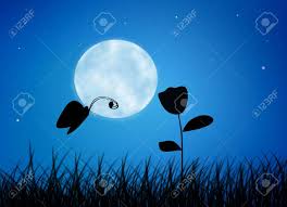 Butterflies feed primarily on nectar from flowers. Draw Butterfly And Flower At Night Stock Photo Picture And Royalty Free Image Image 16164308