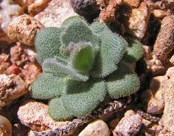 Image result for Glyphaea tomentosa