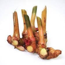 Image result for tanaman laos