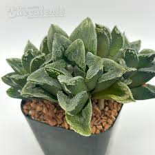 Image result for Ficus pygmaea