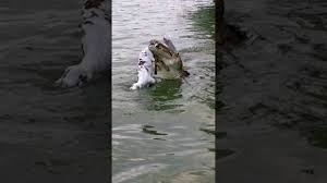 Address, laguna del carpintero reviews: Laguna Del Carpintero Tampico Youtube