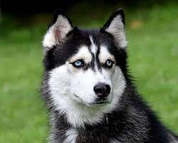 Knine rescue was originally founded in 2004 by chris biscardi, and officially registered as a non profit in june 2007. Westminster Md Siberian Husky Meet Arlo A Pet For Adoption