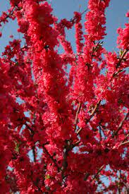 Don't miss out on it! Twitter à¤ªà¤° Jimmy Turner Love This Flowering Peach Prunus Persica Red Baron This Variety Was Developed Specifically For Regions With Mild Winters Its Double Petal Deep Pink Flowers Completely Cover The Tree In