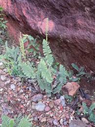 Image result for Anemiaceae