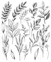 Reproduction is essential to the. Hand Drawn Set Of Branches And Leaves Of Wild Plants Isolated Stock Photo Picture And Royalty Free Image Image 118980068