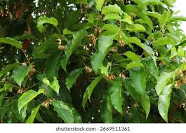 Image result for Mimusops