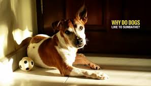 Here's a step by step expert guide to eating pussy. Why Do Dogs Love To Lay In The Sun Puppy Leaks