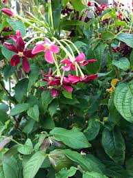 Combretum Indicum Rangoon Creeper Flowering Perth January Seasonal Garden Garden Planning Creepers