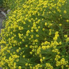 Image result for Searsia nebulosa