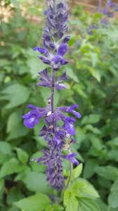 Image result for Indigofera setulosa