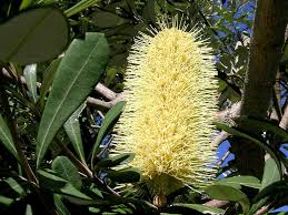 Image result for Proteaceae