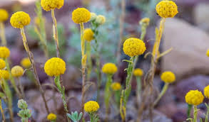 Check spelling or type a new query. Billy Buttons Australian Native Plants Nsw National Parks