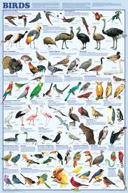 types of birds avian raptors poster the birds of prey