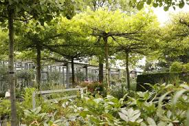 Dach Platanen Richtig Schneiden In 2020 Dachplatane Schatten Spendende Baume Baume Garten